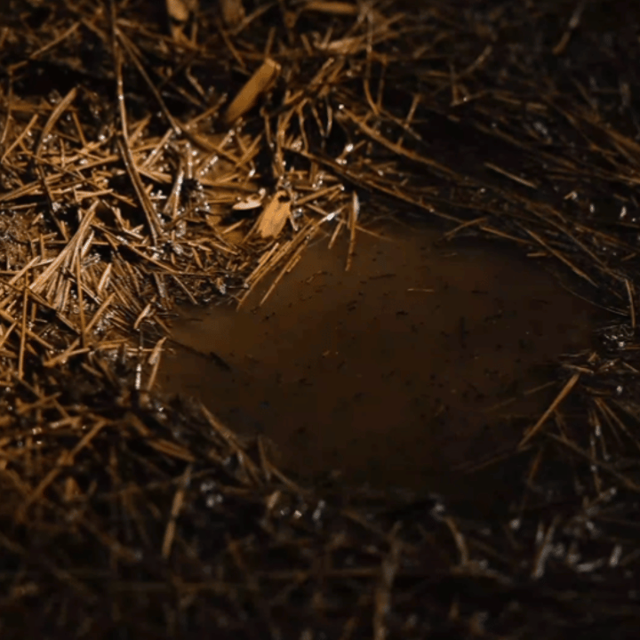 RayFlex Blade: 6-in-1 Titanium Multifunctional Utility Knife